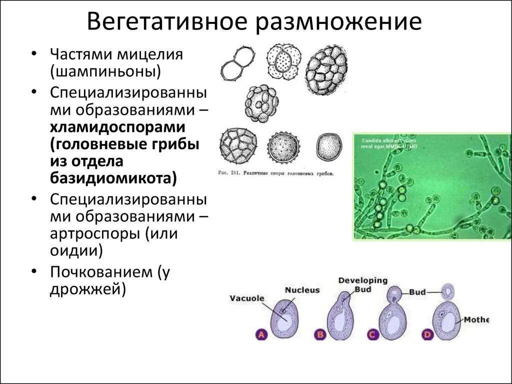 Бесполое размножение грибов схема. Вегетативное размножение грибов схема. Споры вегетативного размножения грибов. Вегетативное размножение частями мицелия.