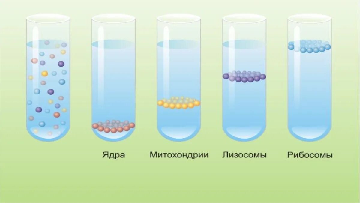 Разделение клетки под действием центробежной. Методы изучения клетки центрифугирование. Фракции в центрифугировании органоидов. Центрифугирование метод изучения биологии. Фракционирование клеток (центрифугирование).