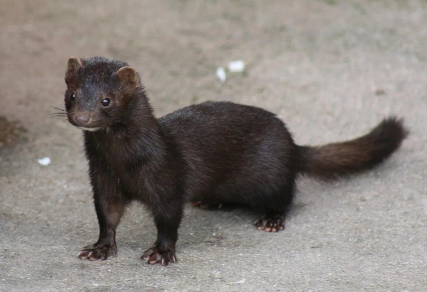 Черный зверек похожий. Американская норка Neovison Vison. Американская норка (Mustela Vison). Европейская норка (Mustela lutreola). Американская норка (Neogale Vison).