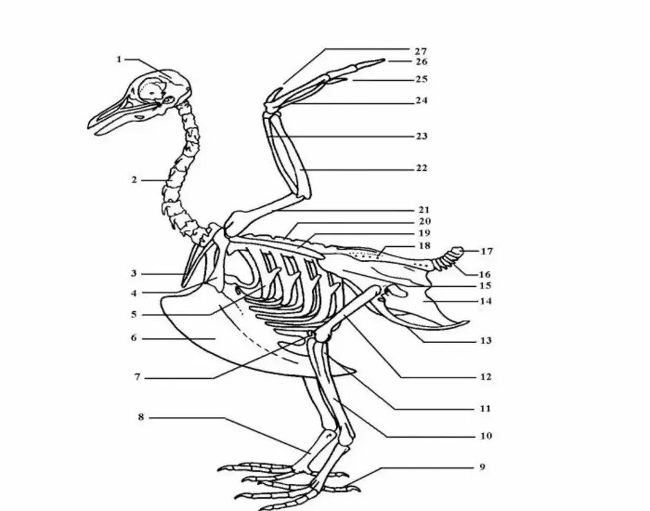 Скелет птицы биология 7 класс. Скелет птицы схема биология 7 класс. Строение скелета птицы 7 класс биология. Строение скелета птицы без подписей. Строение скелета голубя