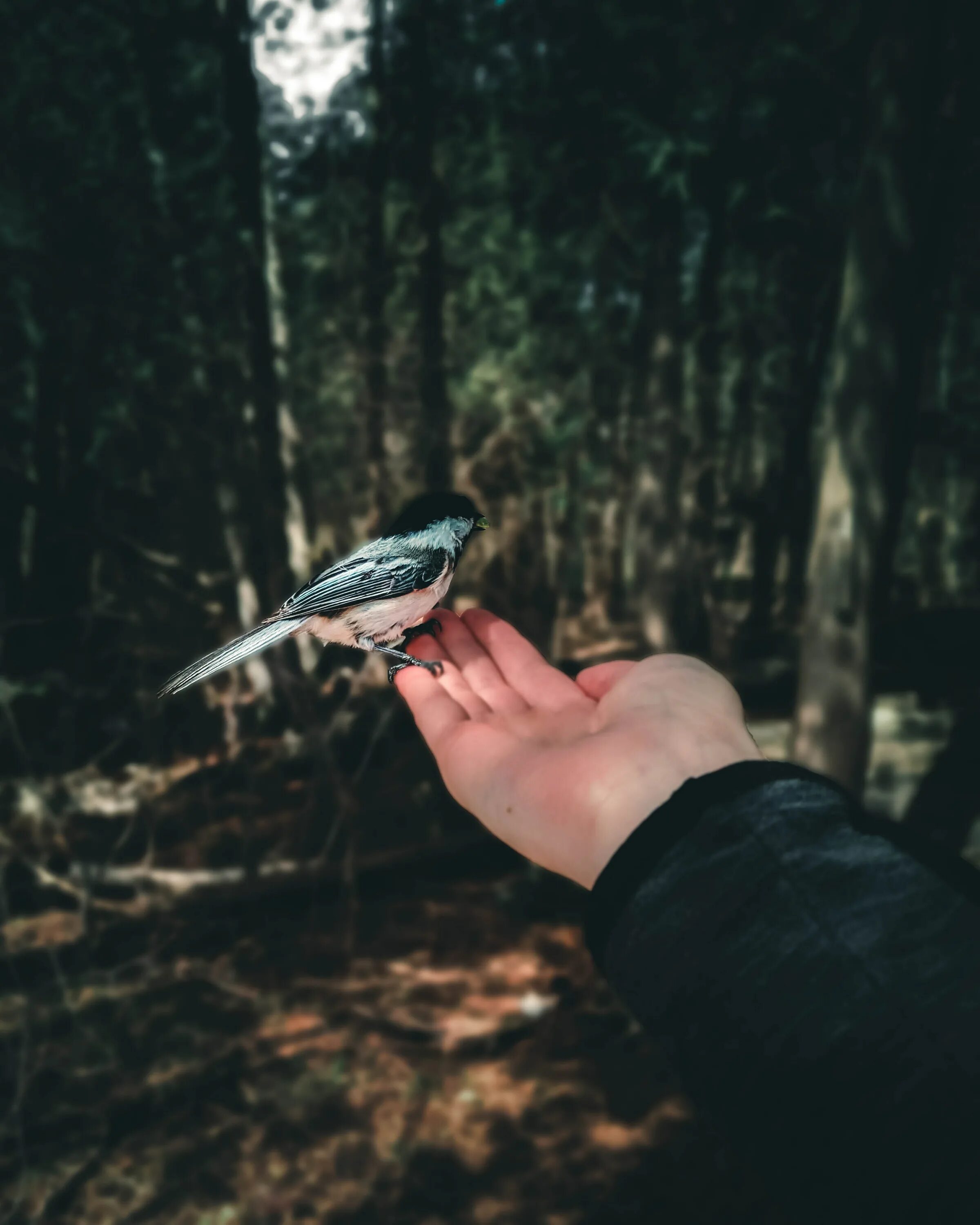 Птичка на ладошке. Птица на руке. Птица на ладони. The Forest птица на руке. Bird in hand