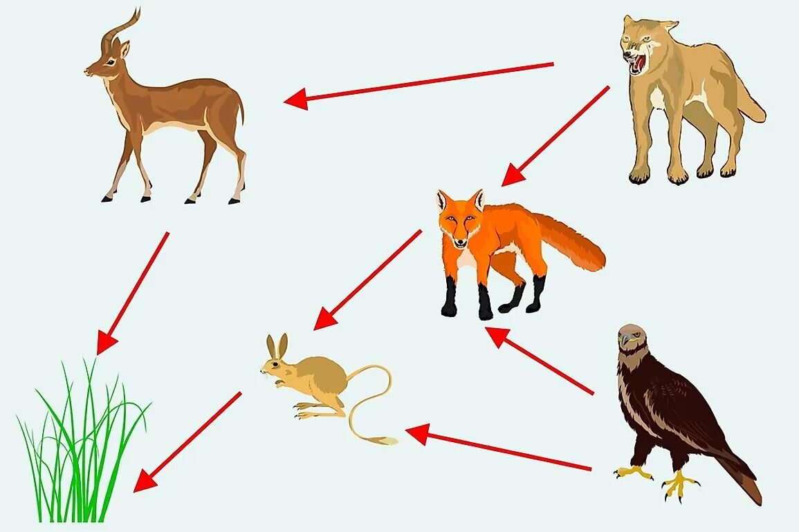 Пищевая цепочка. Пищевая цепочка животных. Цепочка питания животных. Пищевая цепочка схема. Часть цыпочки