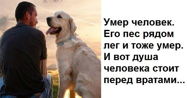 Собака рядом с человеком. Притча про человека и собаку и рай. В собаках человеческие души. Душа собаки.
