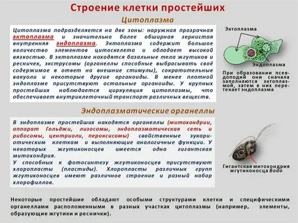 Какие покровы у простейших