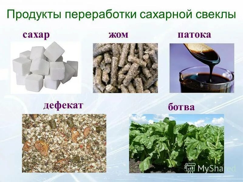 Из чего получают сахар. Продукты переработки сахарной свеклы. Отходы от переработки сахарной свеклы. Процесс переработки сахарной свеклы в сахар. Отходы сахарной промышленности.