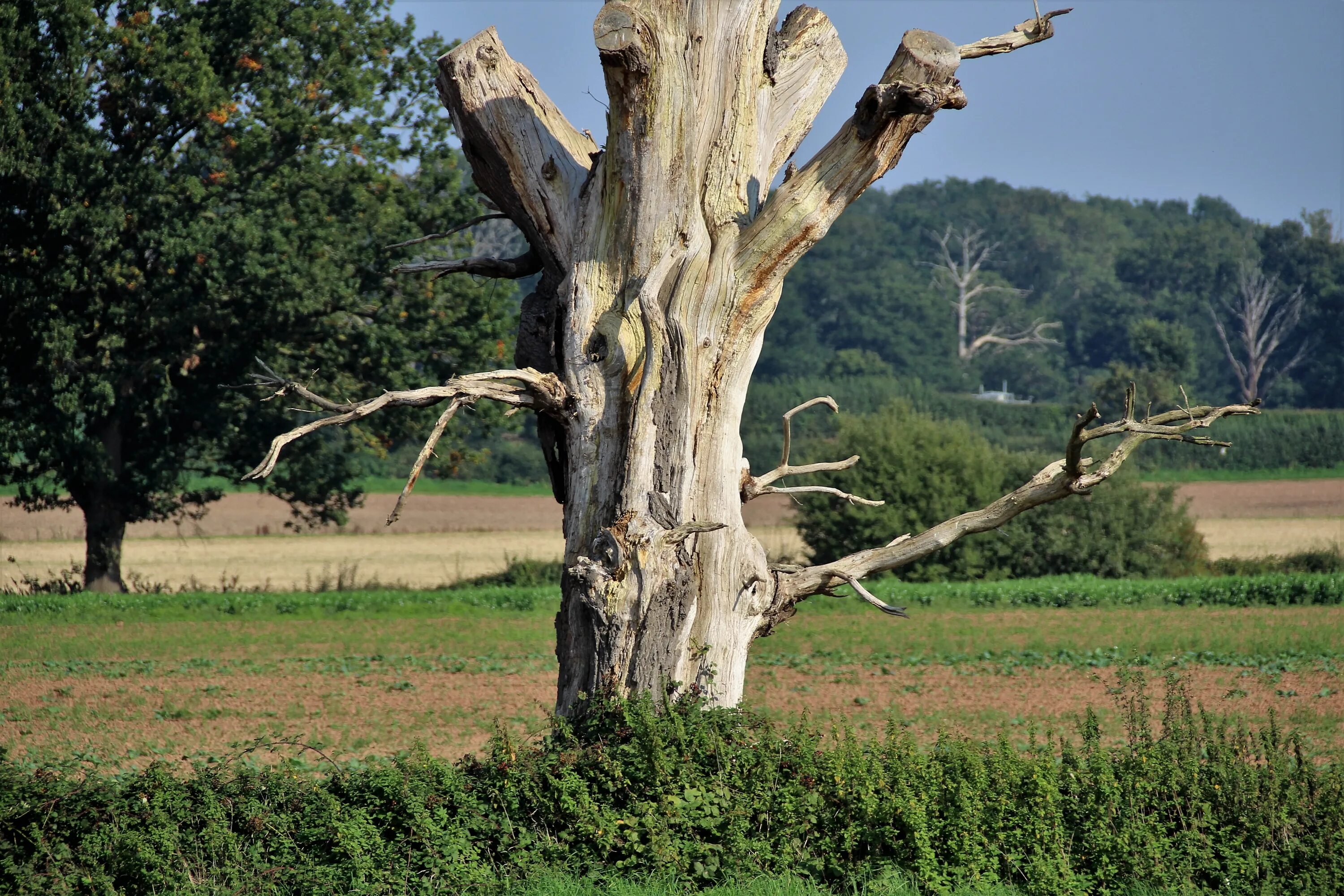 Dead tree