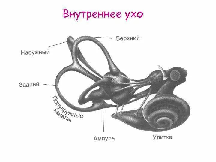 Строение внутреннего уха. Полукружные каналы внутреннего уха ампулы. Преддверие Лабиринта внутреннего уха. Элементом внутреннего уха является. Мембраны внутреннего уха