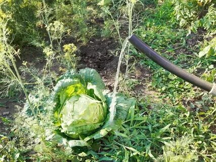 Почва для капусты