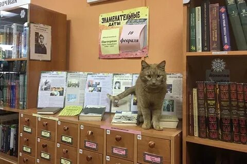 Кошки в библиотеке