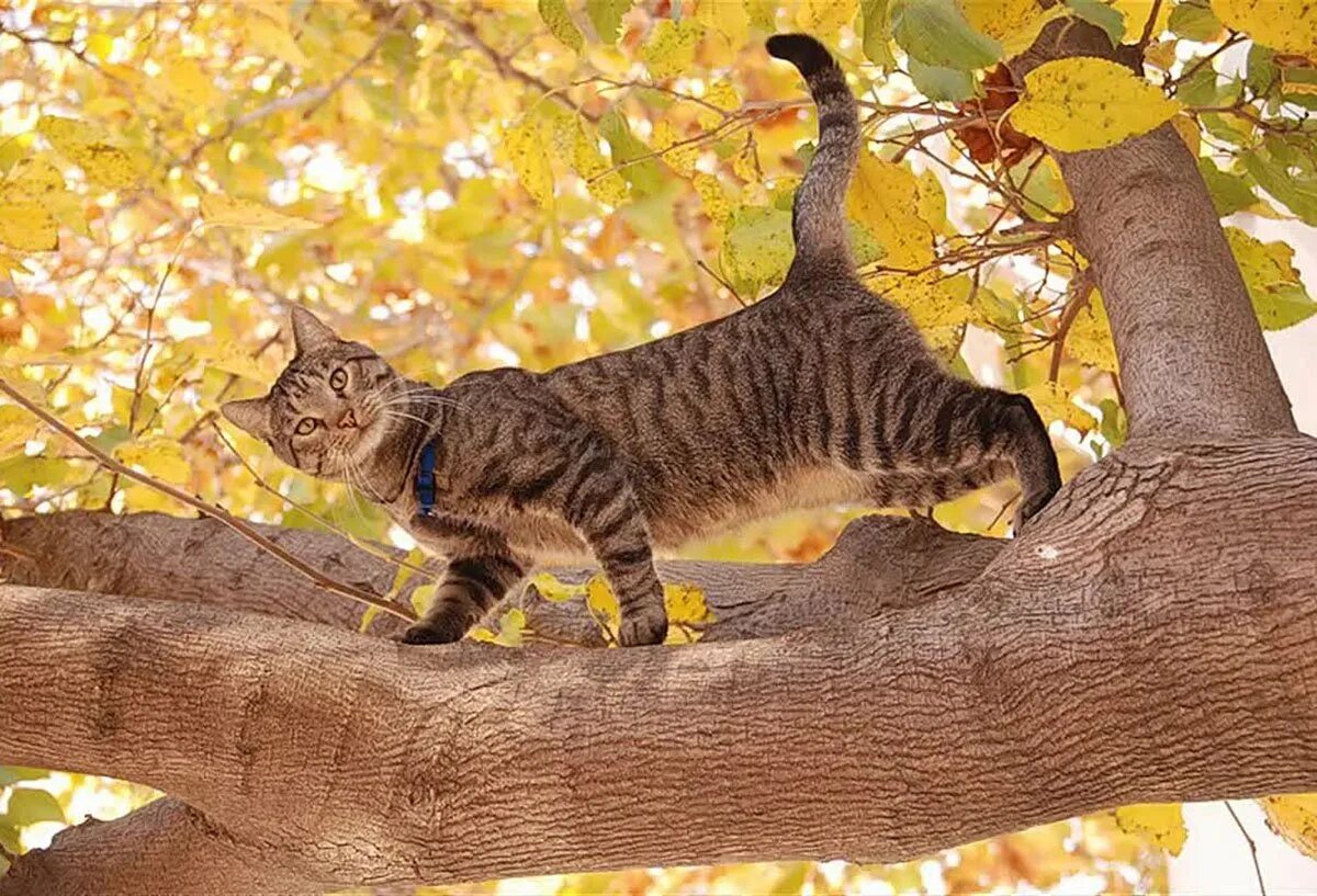 Кошечка гуляет. Кот на дереве. Осень кот на дереве. Котенок на дереве. Кот гуляет.