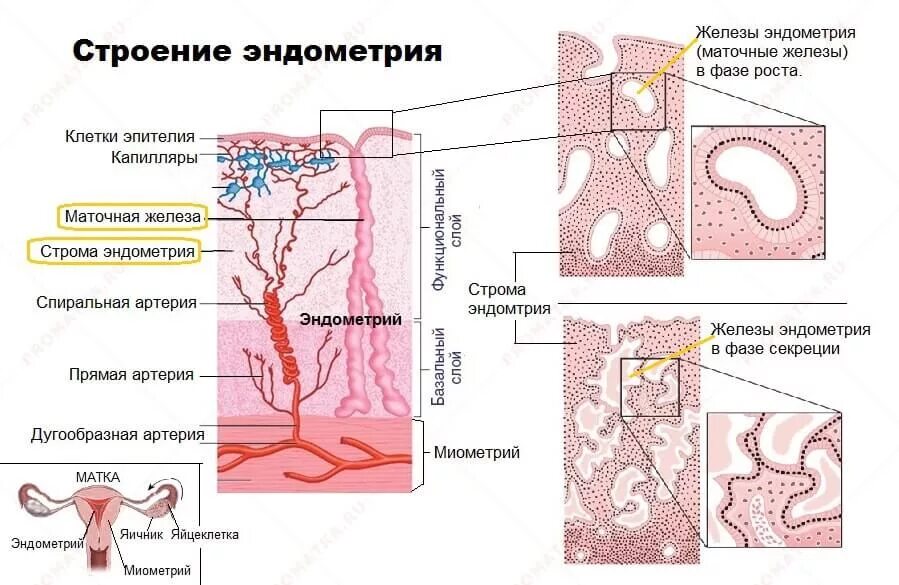 Слизистая стенок матки. Базальный и функциональный слой эндометрия. Маточные железы строение гистология. Функциональный слой матки. Эндометрий базальный и функциональный слой.