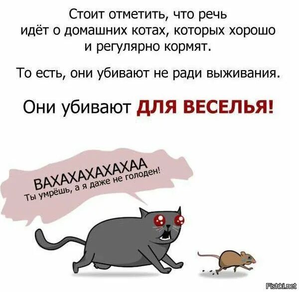 Смешные картинки. Пошла кормить. Идите кормить кота своего. Кто то должен работать чтобы нас кормить коты. Пошла кормить.