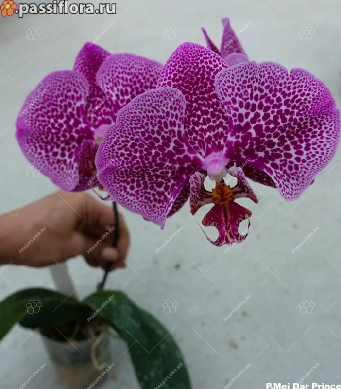 2,5 Phal.Mai Dar Prince'king' (я2) Коллекция. Товары для сада и огорода