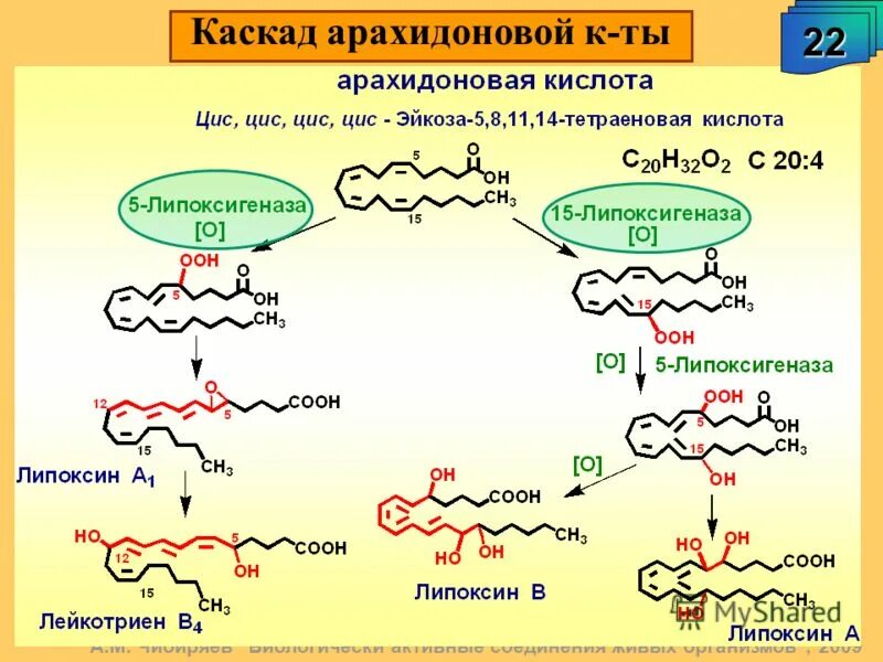 Формула арахидоновой кислоты. Арахидоновая кислота пути превращения. Арахидоновая кислота схема. Арахидоновая кислота формула биохимия. Арахидоновая кислота механизм.