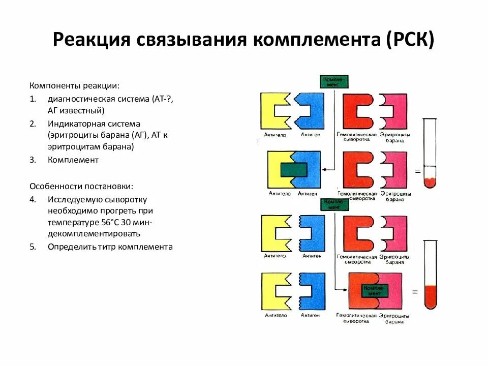 Комплемента рск. Реакция связывания комплемента схема постановки. Схема реакции связывания комплемента (РСК). Постановка реакции связывания комплемента микробиология. Реакция связывания комплемента компоненты реакции.