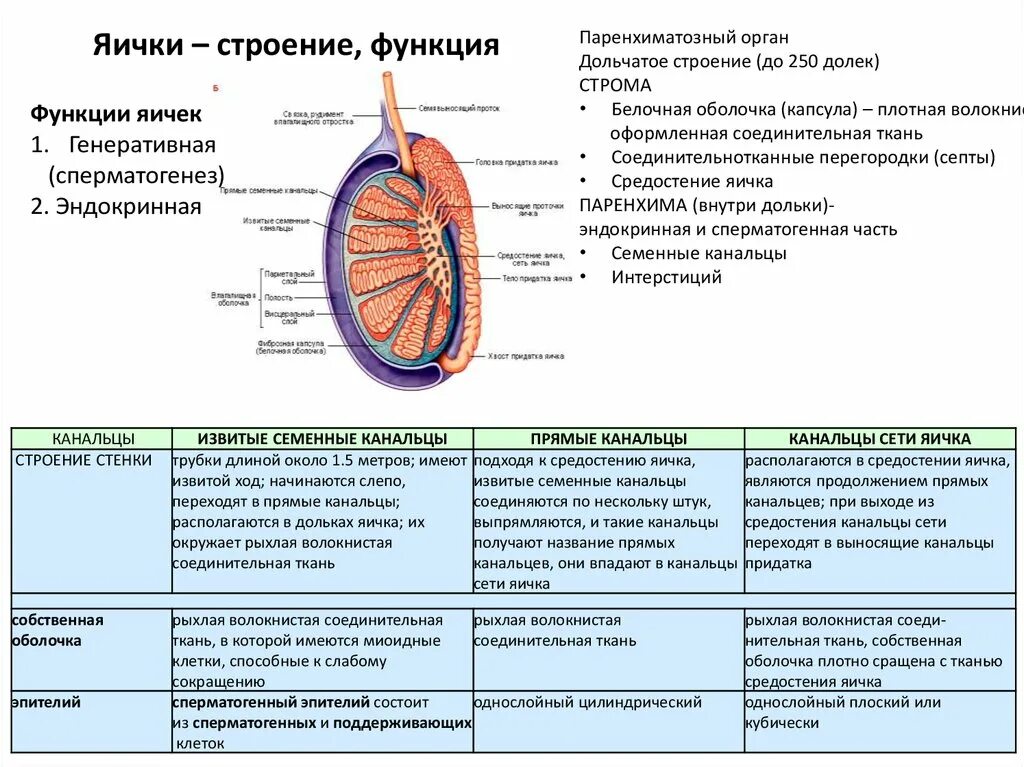 Функции оболочек яйца. Строение и функции придатка семенника. Яички строение и функции. Строение яичка человека. Придаток яичка расположение строение.