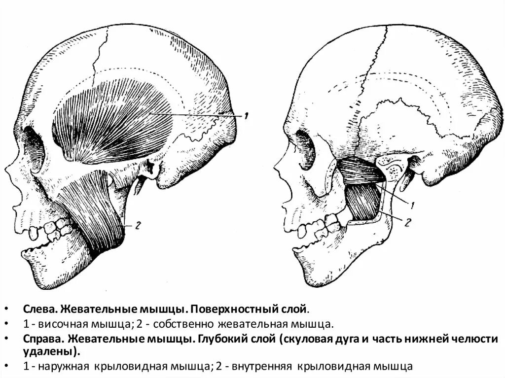 Сколько жевательных мышц. 4 жевательные мышцы лица. крыловидная жевательная мышца. поверхностная часть жевательной мышцы. жевательные мышцы челюсти.