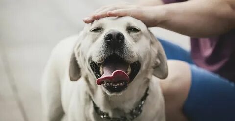 Much dog