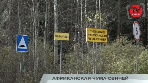 Африканская чума брянская область