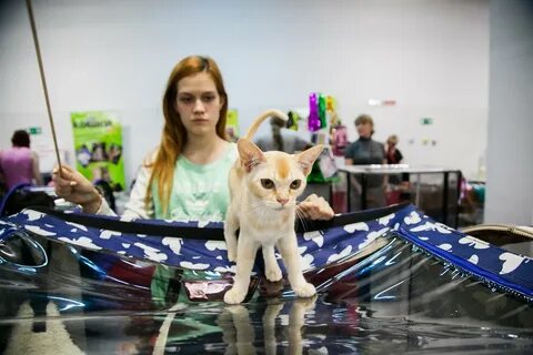 Выставка кошек бийск