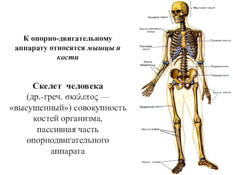 К нарушениям опорно двигательного аппарата относят. Опорно-двигательный аппарат человека. Пассивная часть опорно-двигательного аппарата. К пассивной части опорно-двигательного аппарата человека относятся. Что относится к опорно двигательному аппарату.