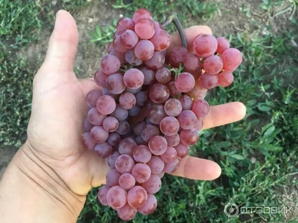 Виноград "Сомерсет Сидлингс"