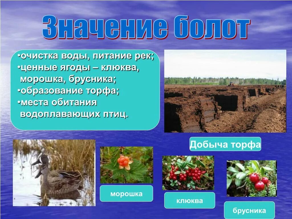 Болото конспект урока. Значение болота в природе. Образование торфа. Значение болот в природе. Значение болота для человека.