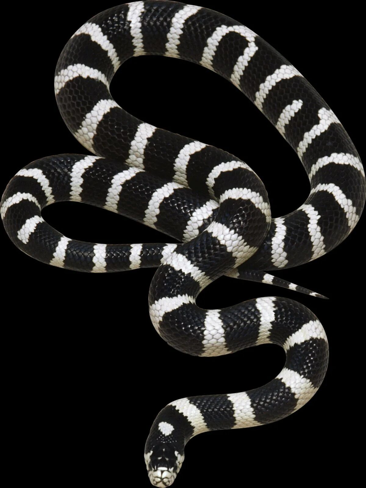 Темного змейка. Ленточный Крайт змея. Флоридская Королевская змея. Lampropeltis getula Nigrita. Калифорнийская змея страйп.