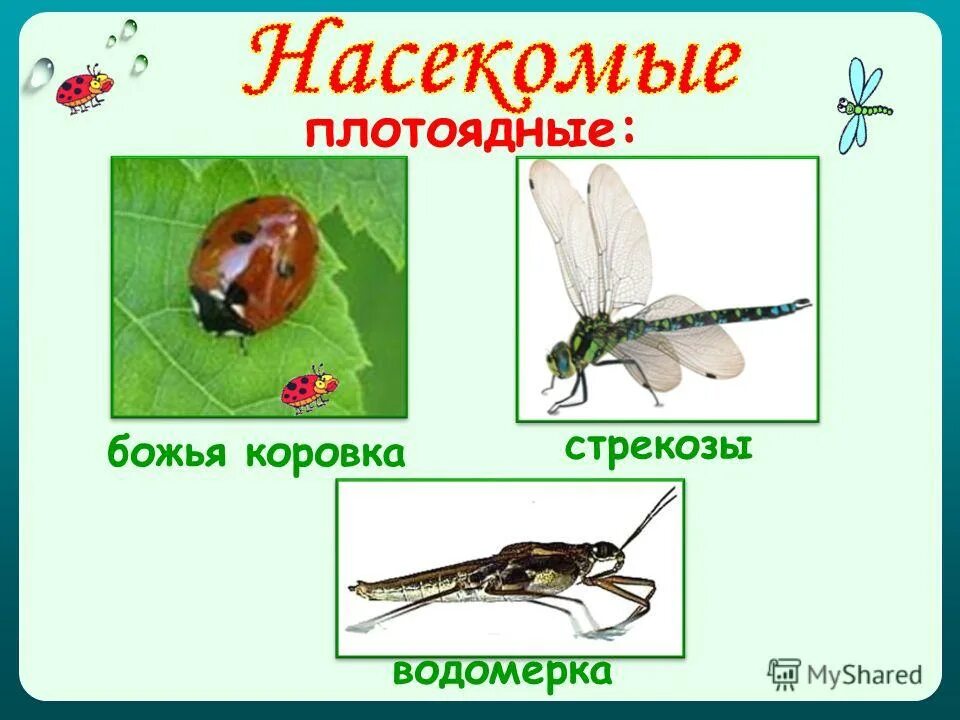 Растительноядные насекомые. Всеядные насекомые. Насекомые это животные 3 класс. Растительноядные насекомые 2 класс окружающий мир