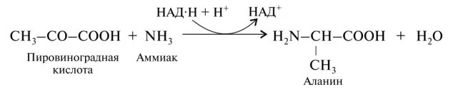Аланин кислота реакция. Аланин из пировиноградной кислоты. Синтез ПВК из аланина. Образование аланина из аммиака. Синтез пировиноградной кислоты из аланина.