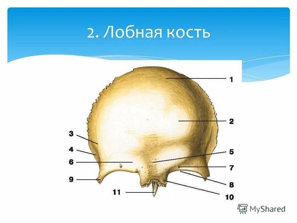 Лобная кость вид спереди. Лобная кость черепа анатомия человека. Строение лобной кости анатомия. Лобная кость вид сбоку.