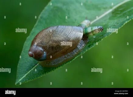 Green-banded broodsac (Leucochloridium paradoxum), a parasitic flatworm on ...