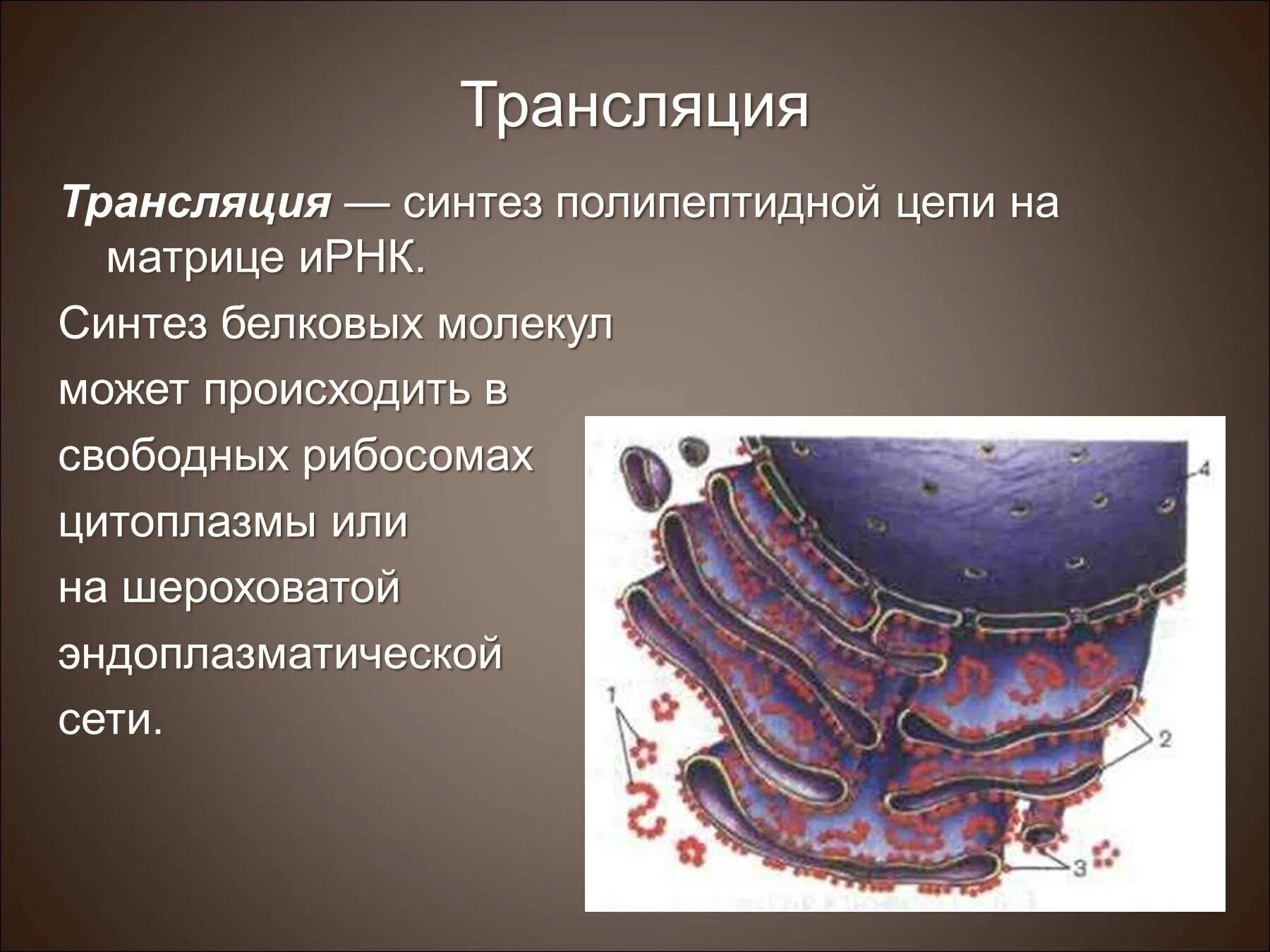 Служит матрицей при синтезе полипептидов. Биосинтез полипептидной цепи. Синтез белка происходит в рибосомах эндоплазматической сети. Синтез полипептидной цепи. Синтез полипептидной цепи на рибосоме.