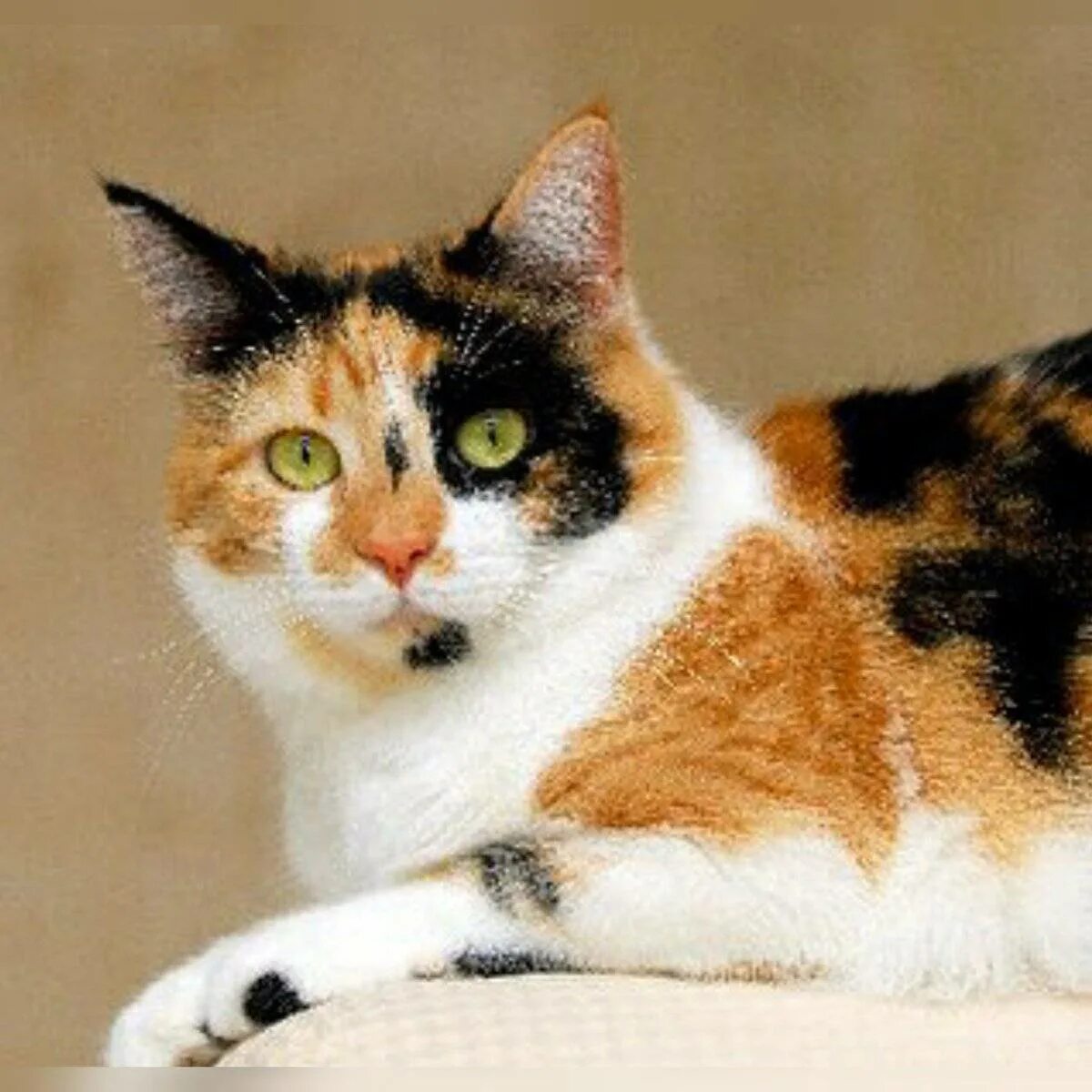 Сибирская кошка трехцветная короткошерстная. Сибирская черепаховая кошка короткошерстная. Черепаховая кошка Калико. Порода Калико. Породы с бело рыжим окрасом