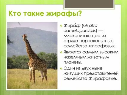 Как пишется слово жирафу