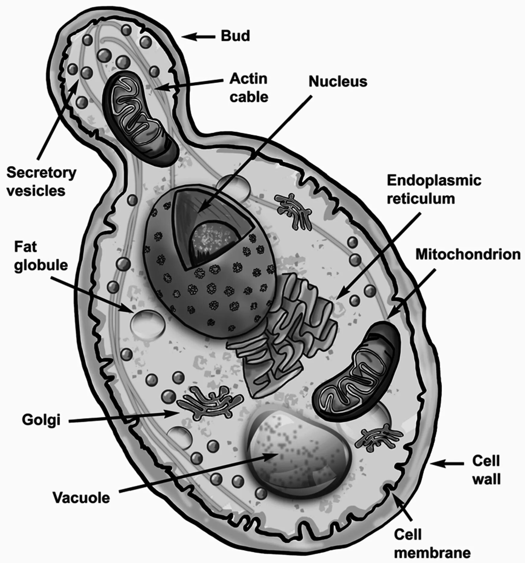 Тело пекарских дрожжей состоит из. Строение клетки гриба дрожжи. Saccharomyces cerevisiae строение. Строение клетки дрожжи Saccharomyces cerevisiae. Микроскопирование Saccharomyces cerevisiae.