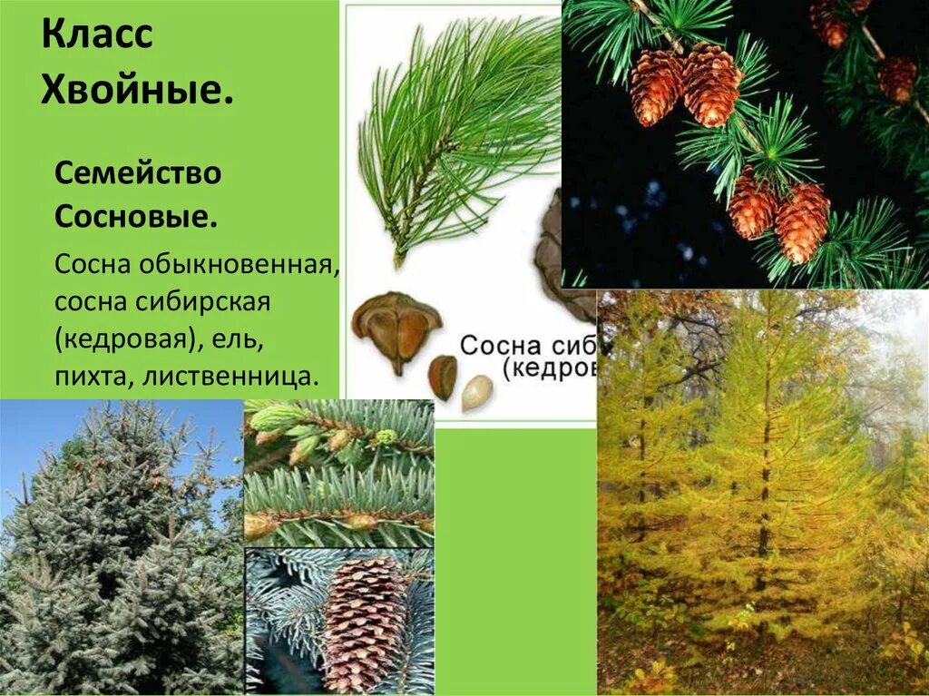 Хвоинки дерева сосна Кедровая. Голосеменные сосна обыкновенная. Сосна Сибирская отдел Голосеменные. Сосна, ель, пихта, Сибирская ель.