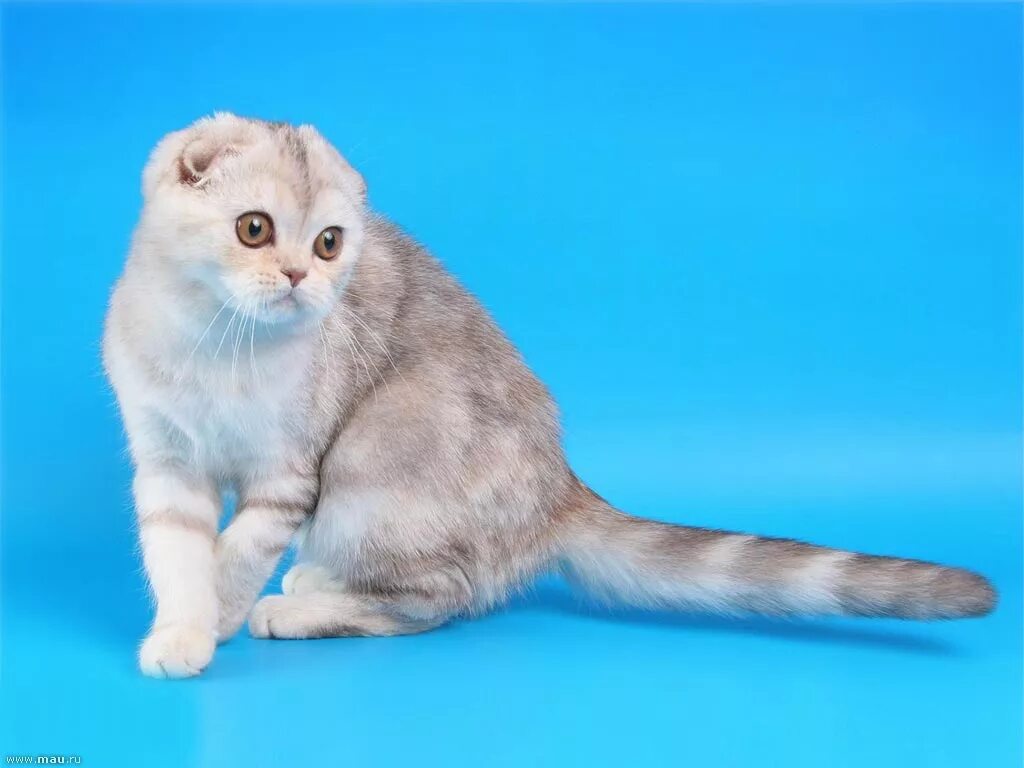 Скоттиш фолд и скоттиш страйт. Стандарт породы шотландская вислоухая(скоттиш-фолд). Разновидности кошек. Британская короткошёрстная кошка 1 год. Кот британец описание.