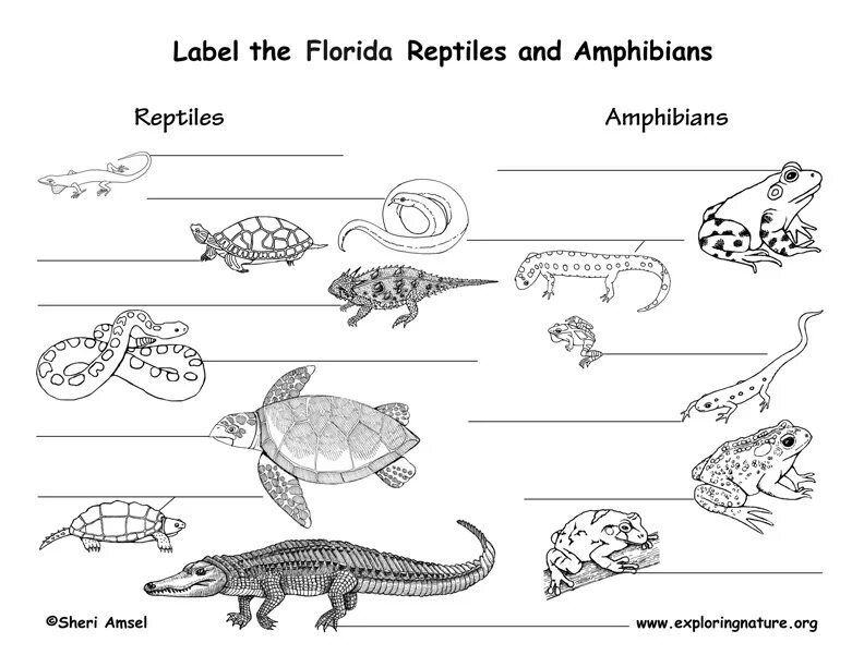 Mammals and Reptiles Worksheets for Kids. Раскраски земноводные и пресмыкающиеся. Аппликация на тему земноводные пресмыкающиеся. Reptiles примеры на английском.