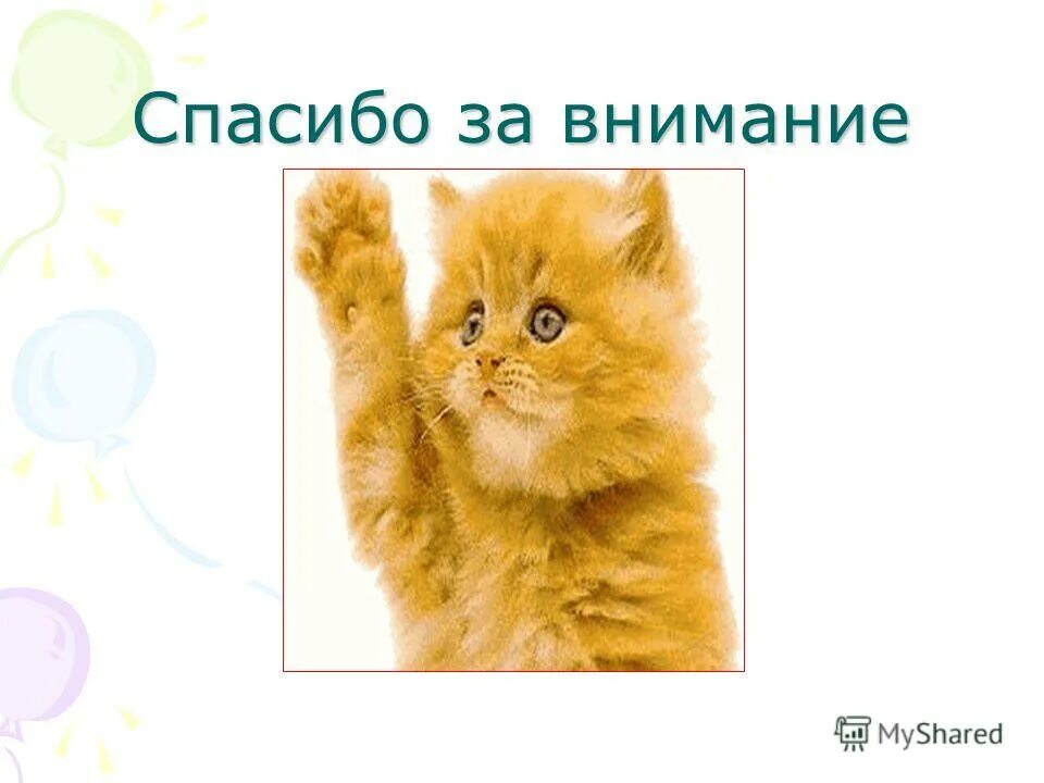 спасибо за внимание котик. спасибо за внимание для презентации с котиком. спасибо за внимание с кототом. картинка спасибо за внимание. спасибо за внимание котенок.