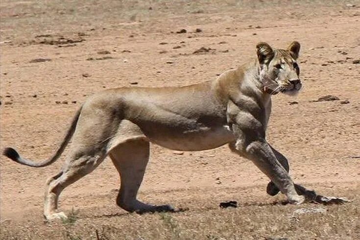 Картинки сильных животных black lion Melanistic animals, Albino animals, Animals