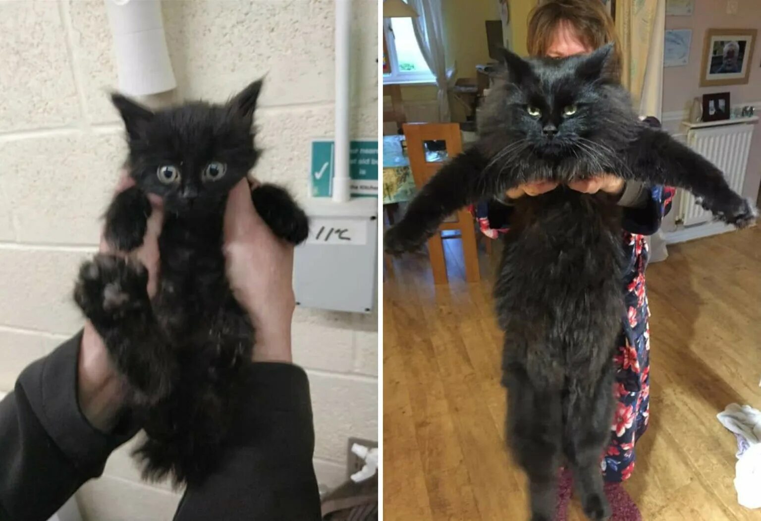 Подросший котенок. Котенок вырос. котята до и после. кошки до и после взросления. подобранные котята до и после.