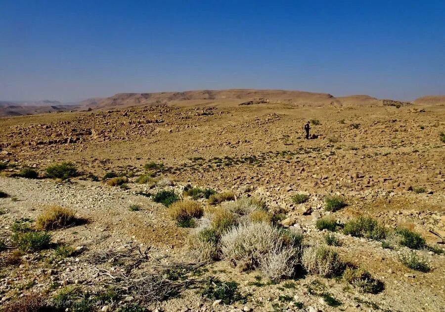 Пустыня Негев. Цветущая пустыня Негев.