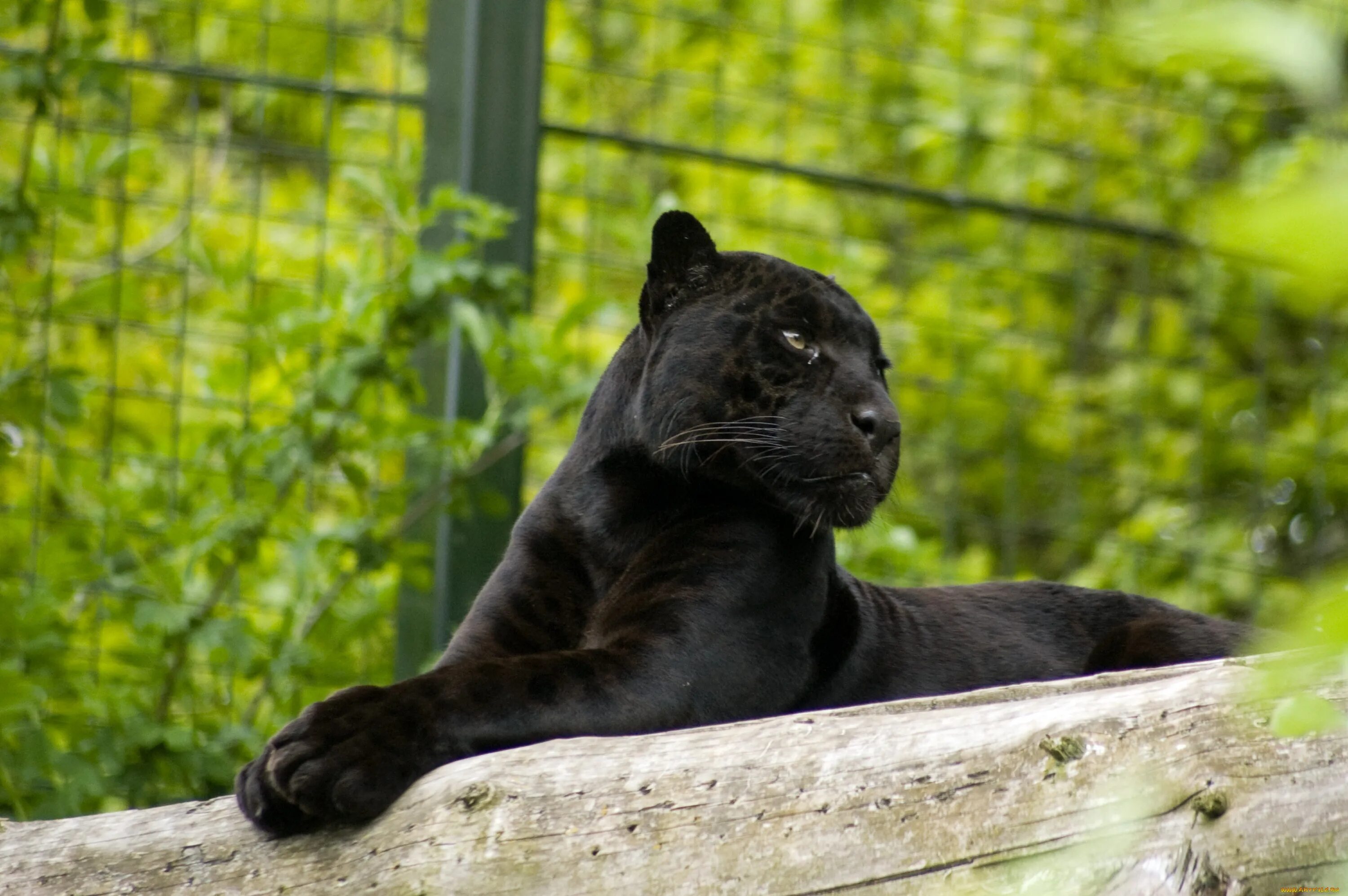 Puma пантера. Пантера бежит. Сиена pantera (пантера). Включи пантеру. Пантера с детенышами в дикой природе.