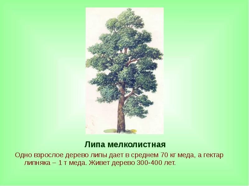 Дуб черешчатый липа. Липа мелколистная 5 лет высота. Липа высота дерева. Липа мелколистная высота в 10 лет.