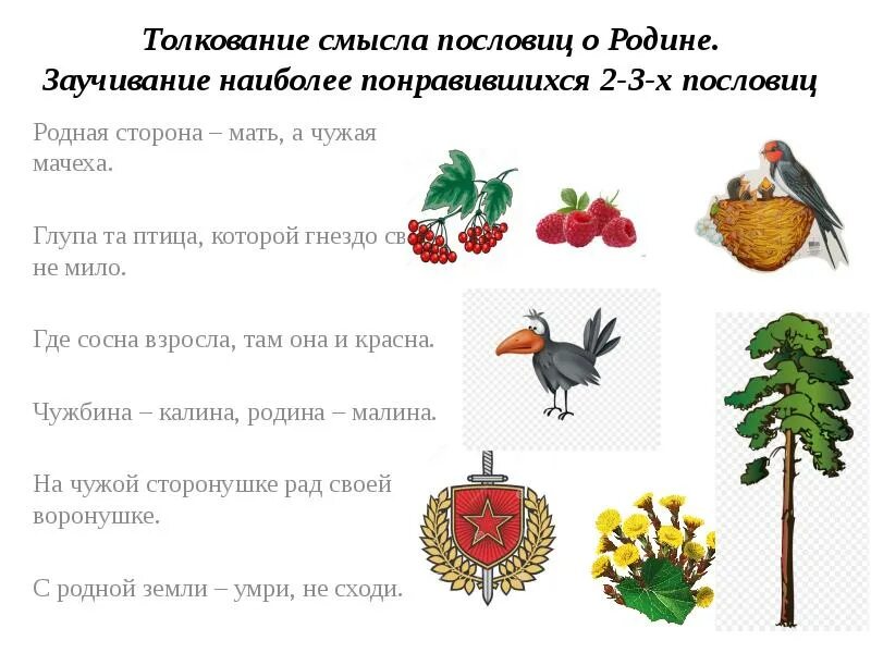 Пословица на тему сосна. Загадки про хвойные. Пословица где сосна взросла. Поговорки про деревья. Стих про сосну.