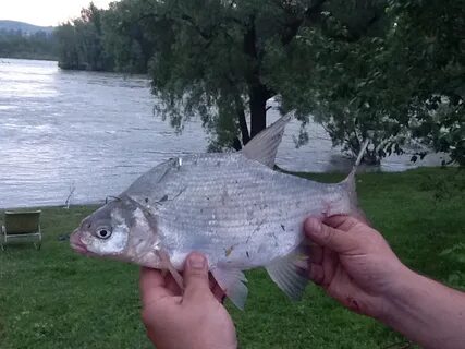 Рыбы алтайского края