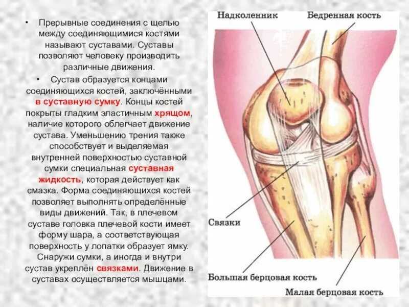 Прерывное соединение кости. Прерывные соединения суставы. Суставная сумка кости. Строение суставной щели.
