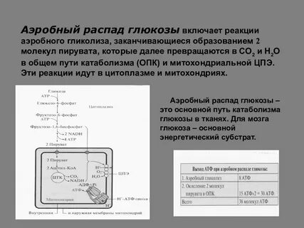 Окисление распад глюкозы