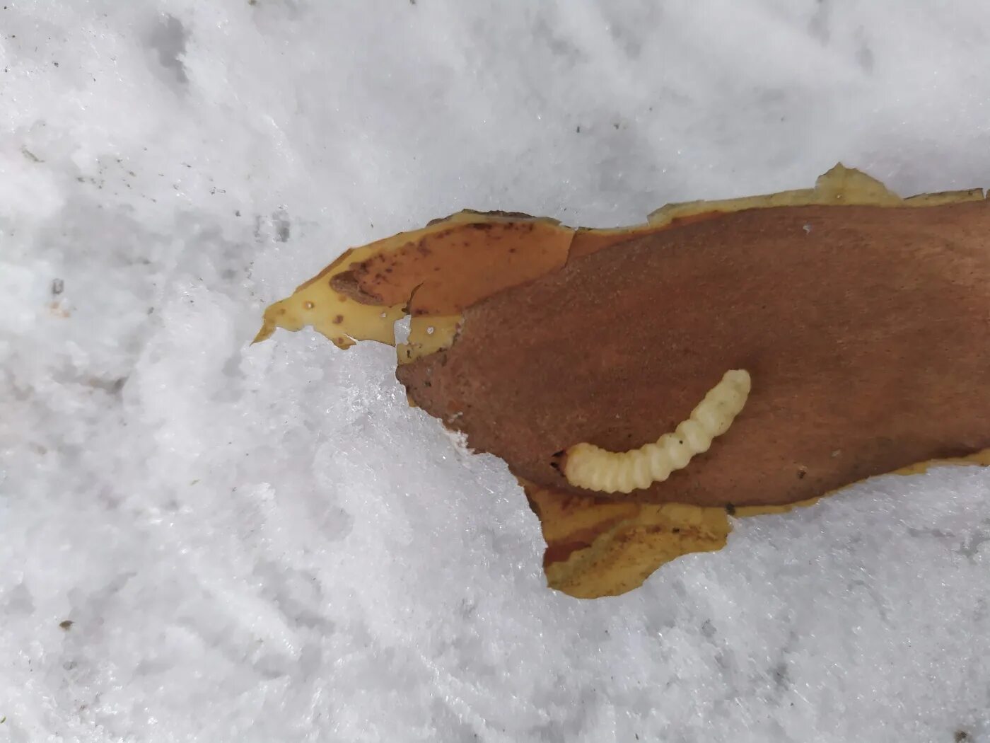 обнаружение личинок